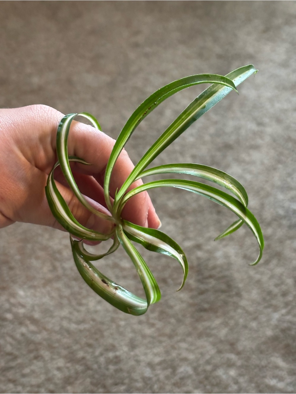 Rooted Spider Plant Babies - Green and White Variegation Pattern
